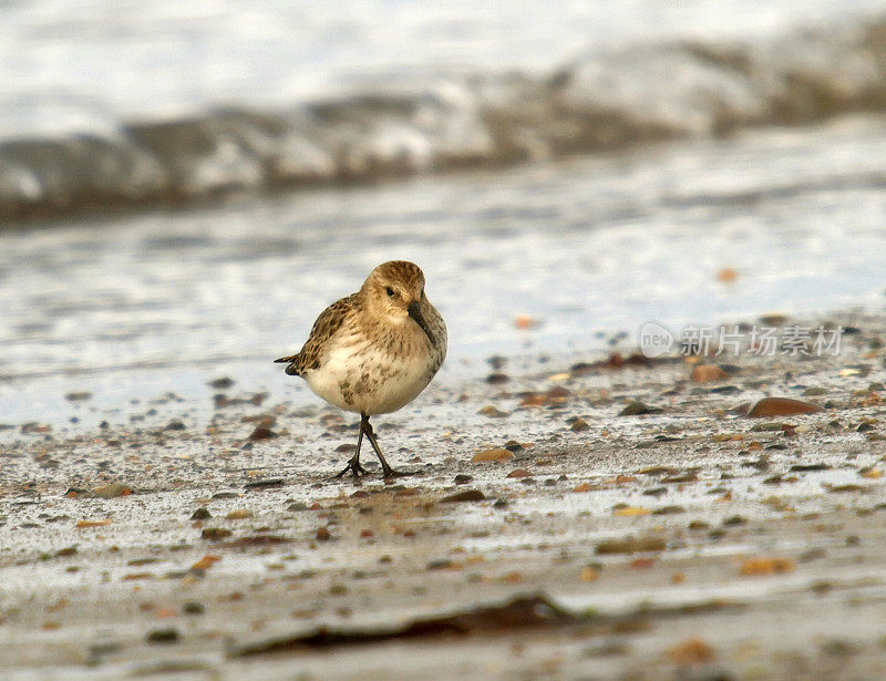 Dunlin (Calidris alpina)